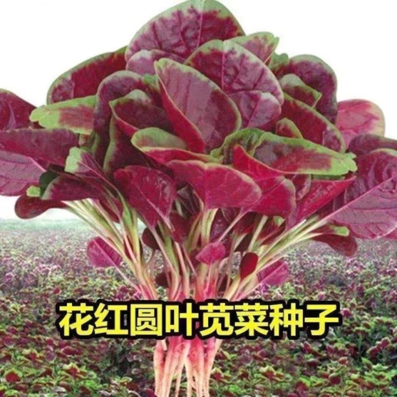 苋菜种子汉菜种籽红圆叶菜四季盆栽