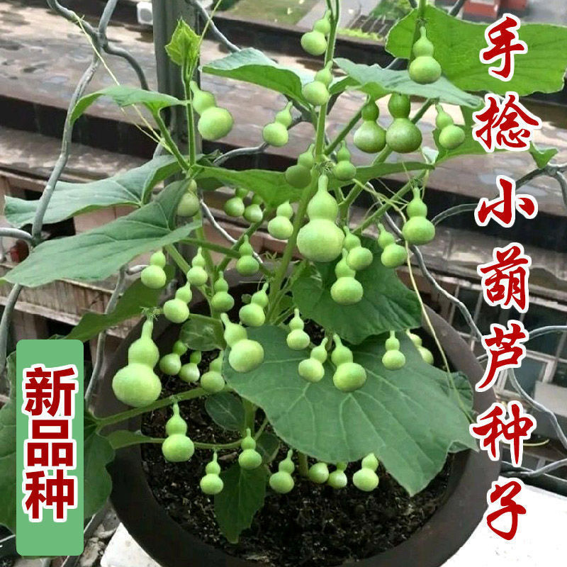 手捻小葫芦种子手捻小葫芦种子