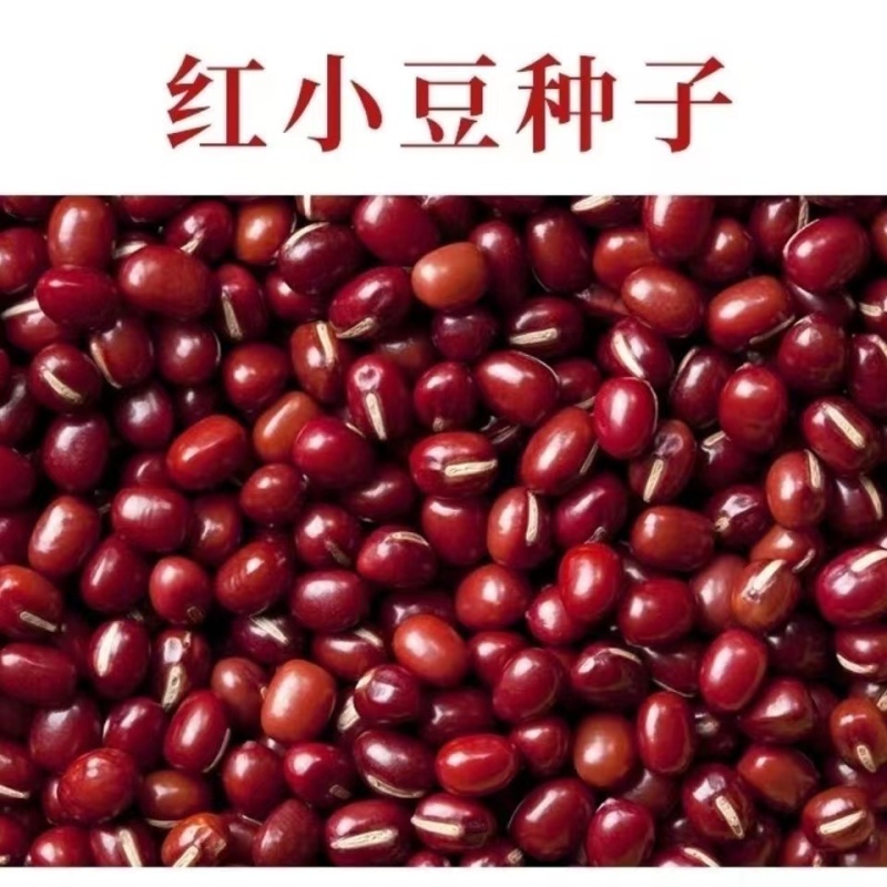 红小豆种子黑小豆种籽