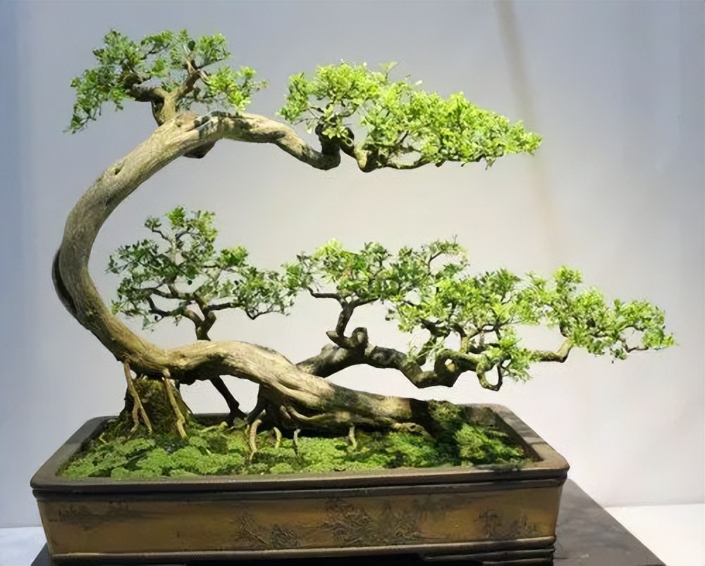 直播间一物一拍，榆树绿植雀梅盆景造型老桩