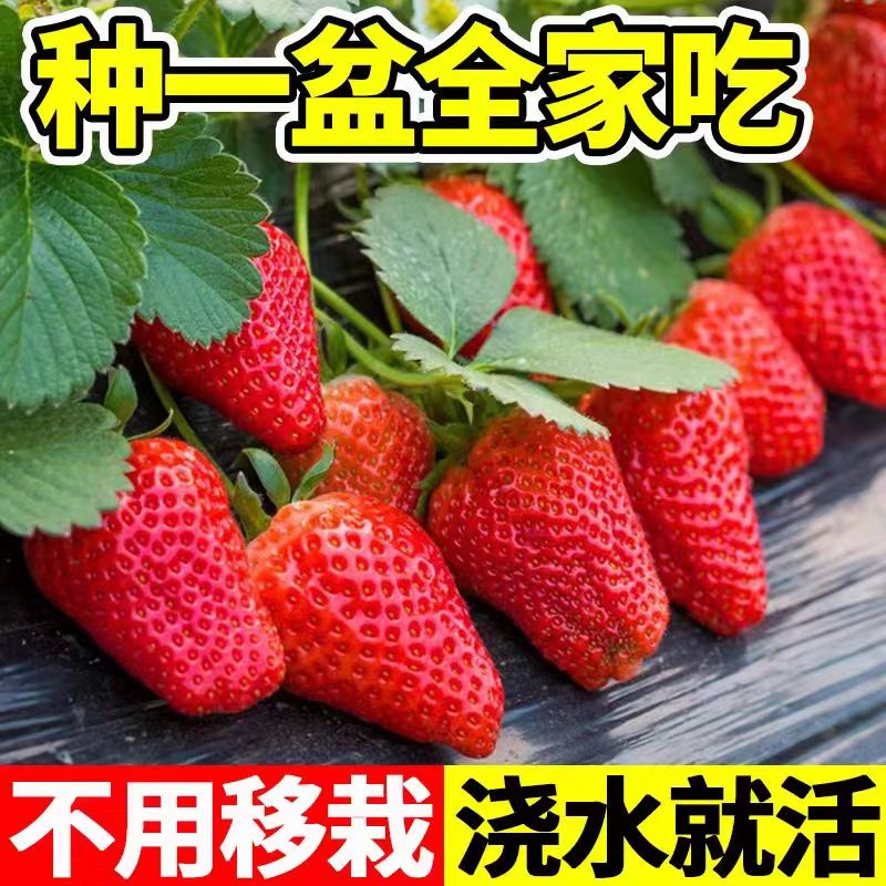 精品草莓苗 结果可食用盆栽阳台栽种优质植物花卉果苗种植超大