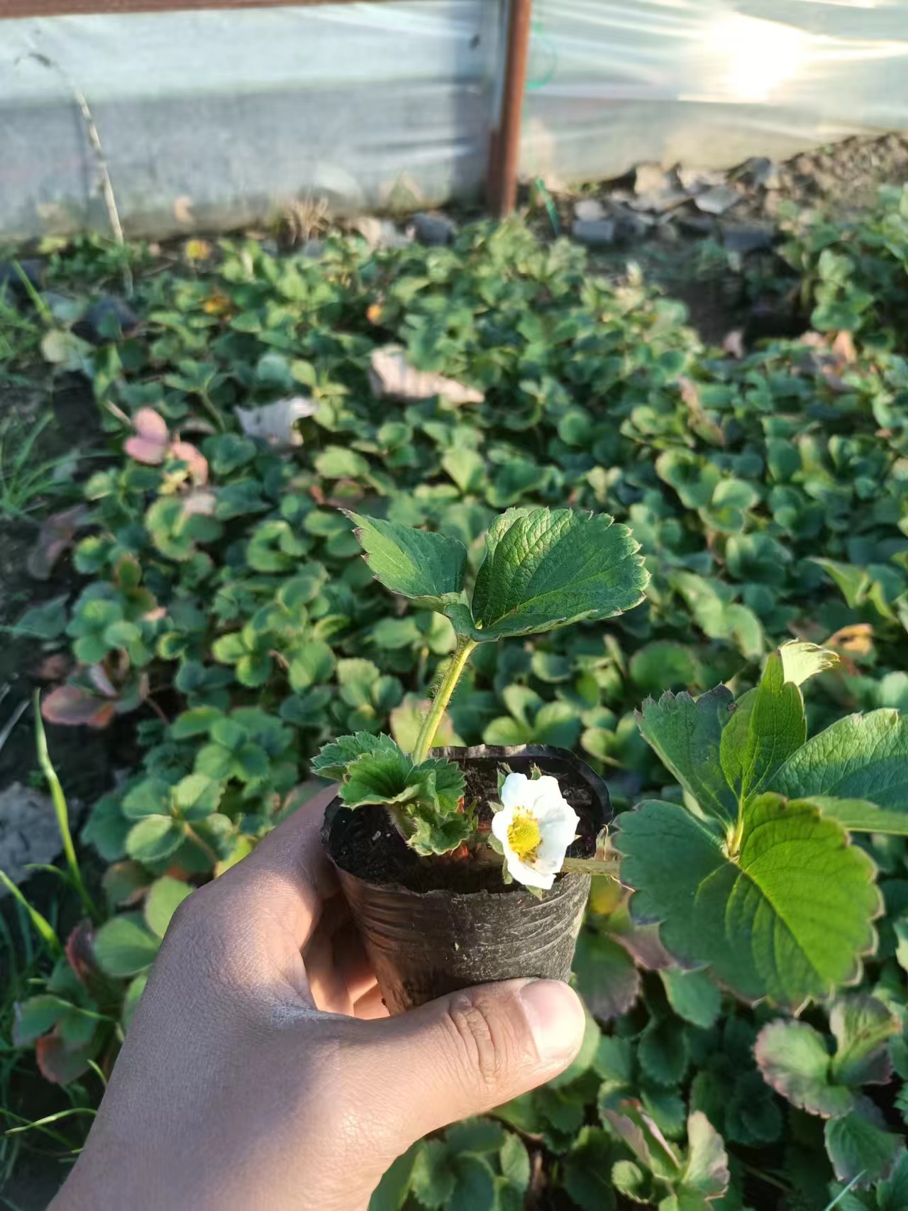 奶油南方种植好吃