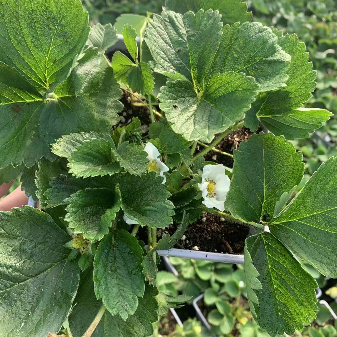 精品草莓苗 结果可食用盆栽阳台栽种优质植物花卉果苗