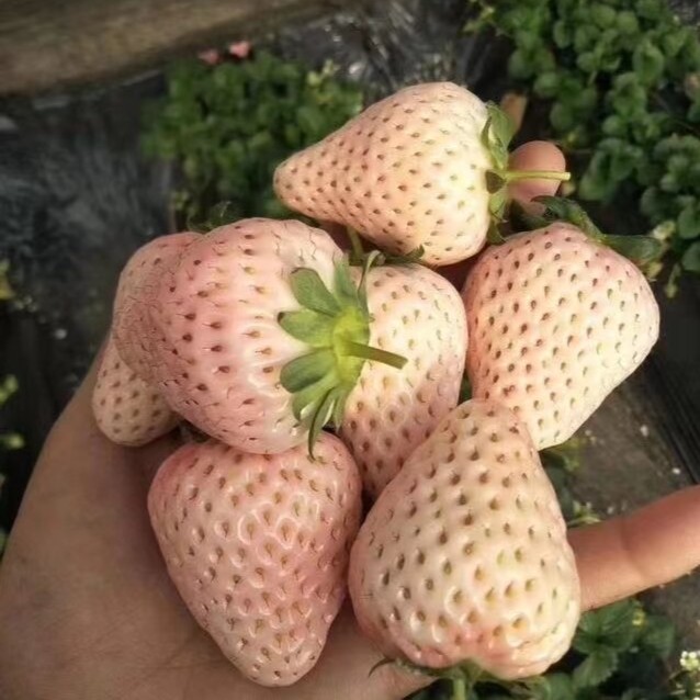 草莓苗白草莓红草莓南北方都可以种植