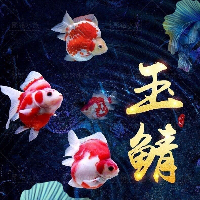 高背品种玉鲭鱼观赏鱼冷水鱼淡水鱼好养耐活单色双色宠物鱼