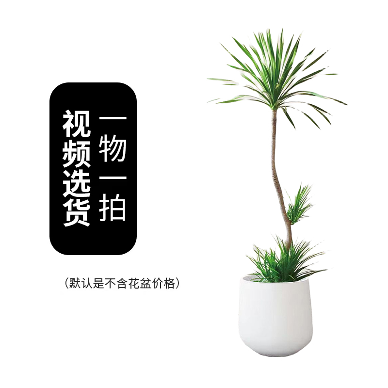 龙血树【二一八】润泰绿植大叶龙血树室内养不死的客厅大型绿植