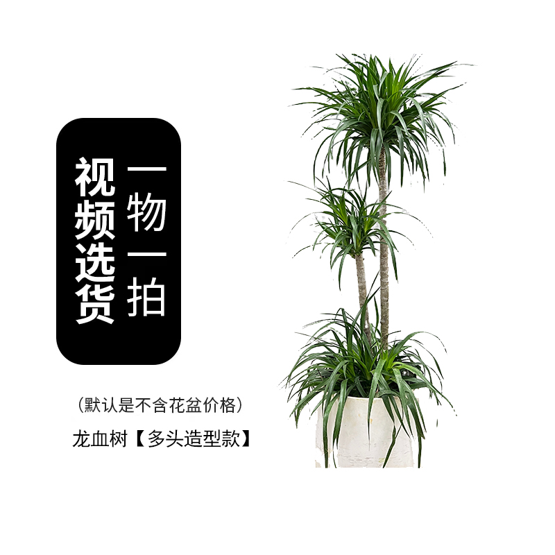 龙血树【精品步步高】润泰绿植大叶龙血树室内客厅大堂前台好养绿植