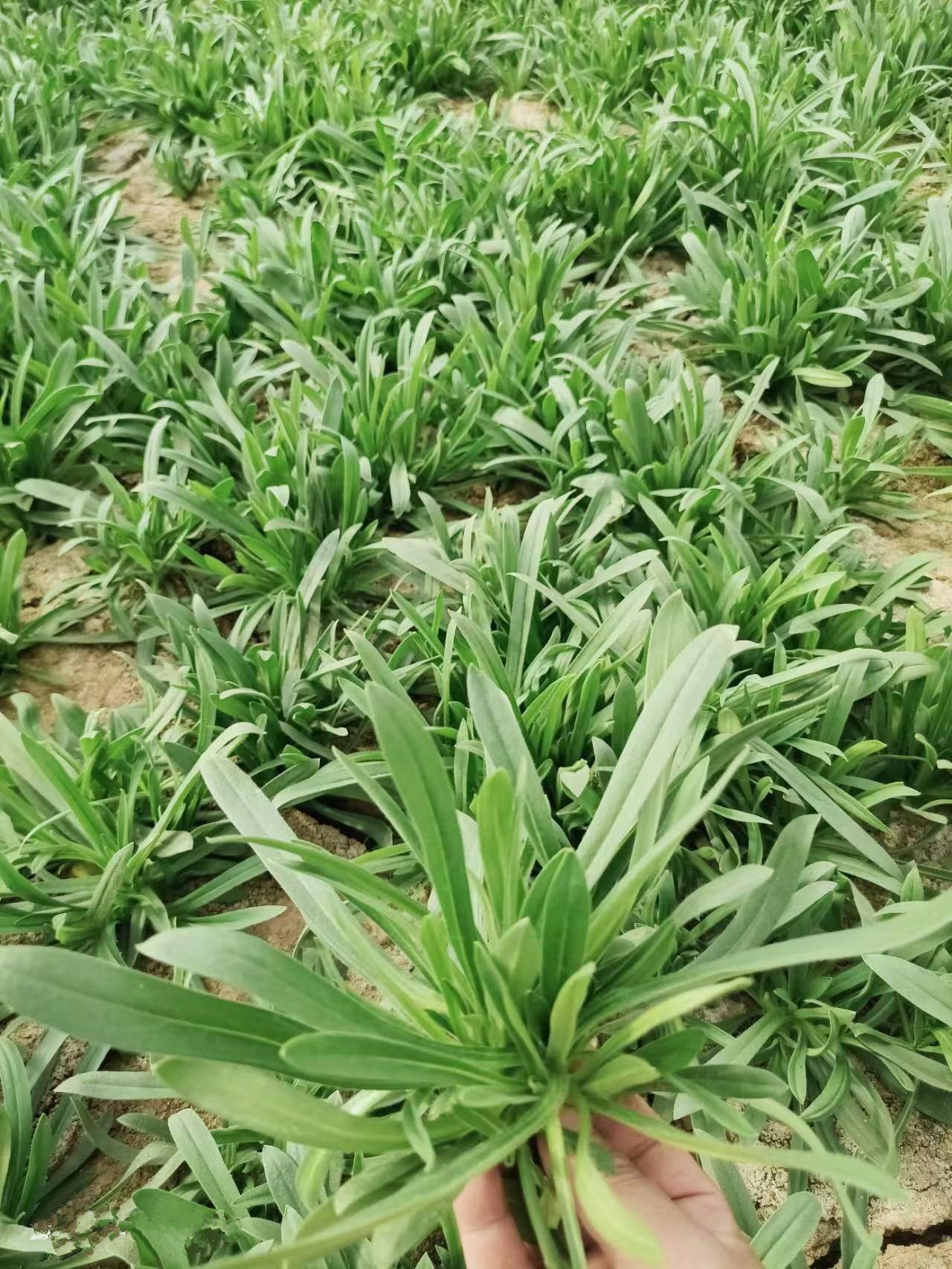 面条菜新鲜面条阔菜现挖野菜柳叶菜面条菜羊蹄棵时令蔬菜蒸菜1/4