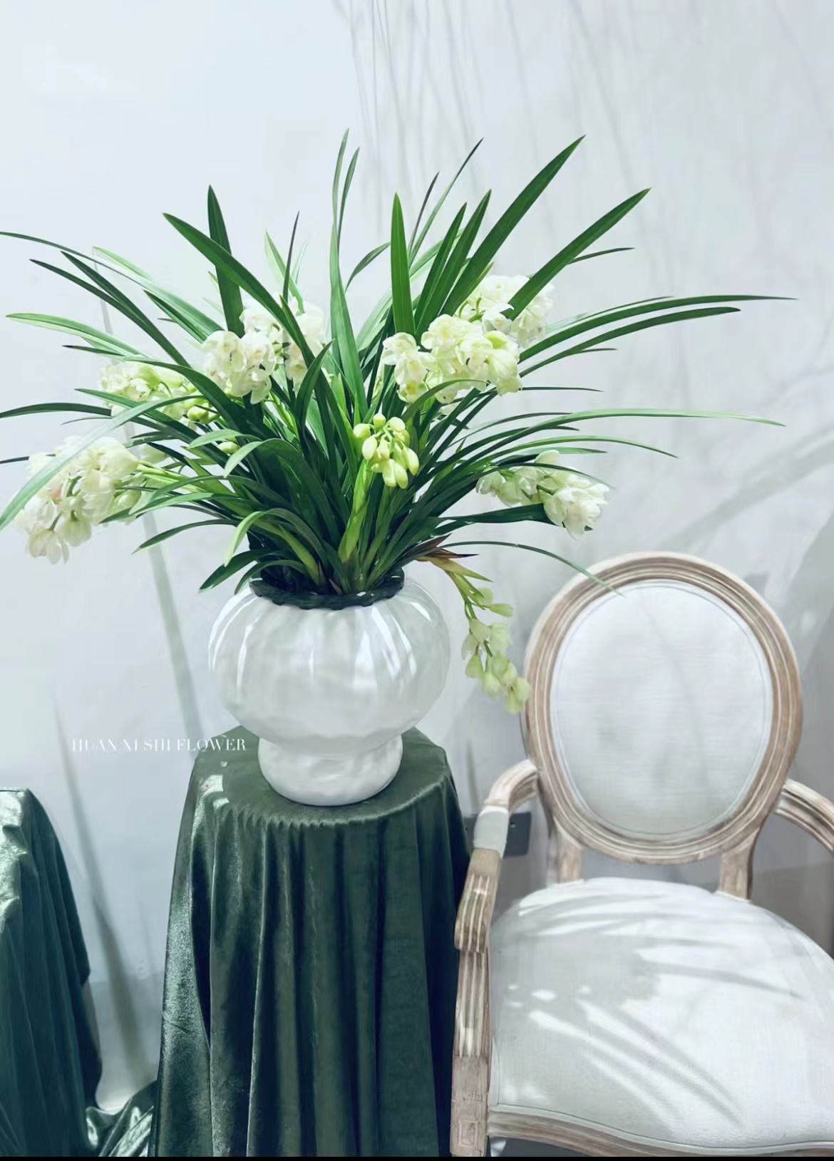 老黑家的惠兰 一物一拍【白玉香兰】 年宵花 春节盆栽秋冬季好养活