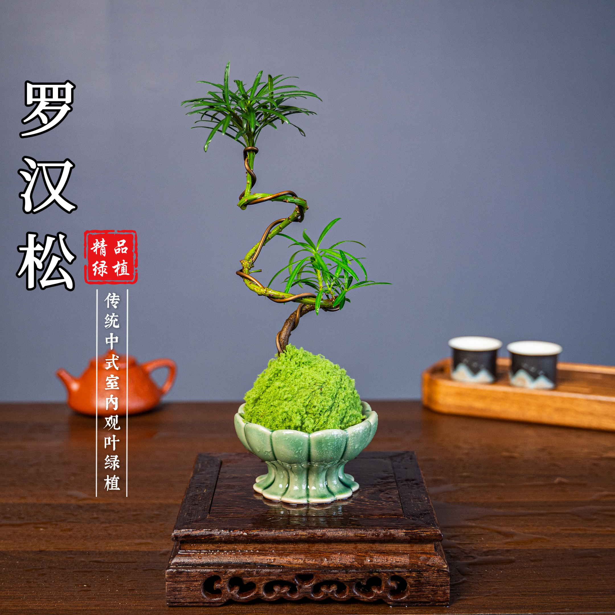 水培S弯罗汉松桌面盆栽茶宠绿植花卉高级名贵好看养护简单国风