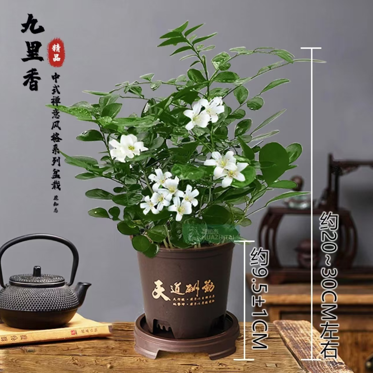 九里香微小桌面盆栽茶宠绿植花卉开花好看实物清香好养护