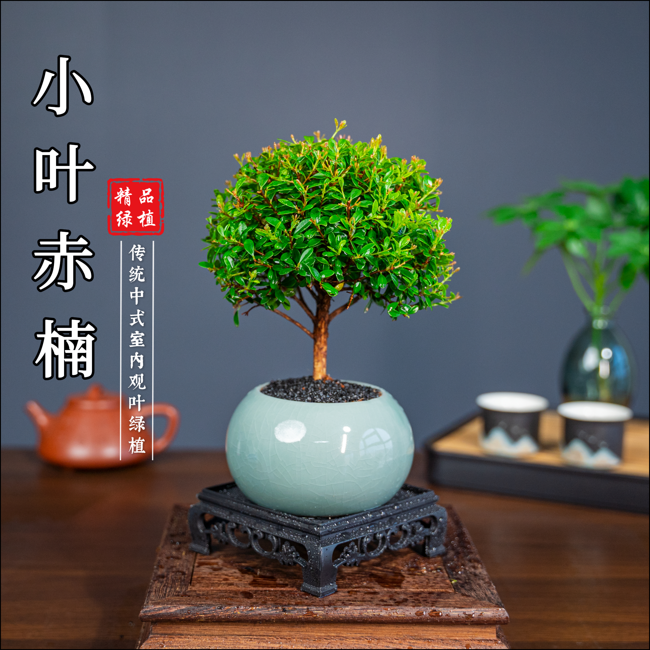 小叶赤楠舍得桌面盆景老桩净化空气绿植卧室盆栽实物鲜活好看