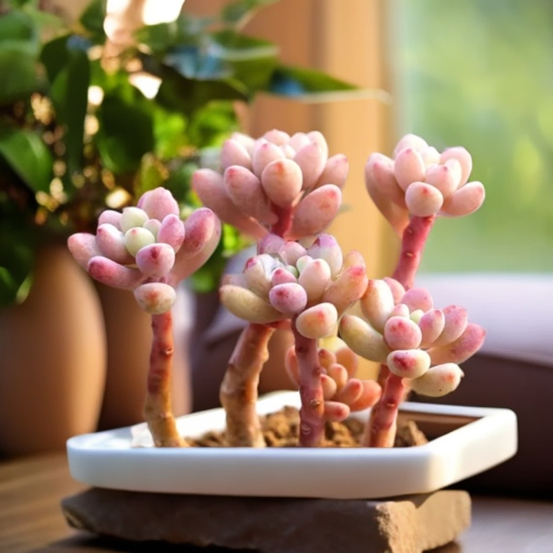 301~350  一物一拍 无土迷你多肉  精控精养（28元包邮到家）精致