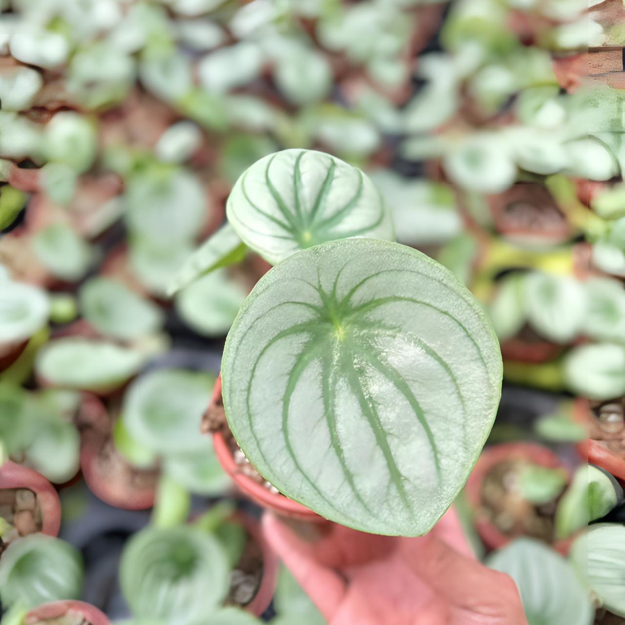麒麟瓜椒草趣味热植室内盆栽好养耐活ins风绿植高级可爱