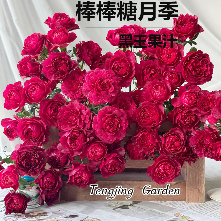 藤镜花园黑玉果汁8L棒棒糖月季庭院阳台月季盆栽地栽新手种花