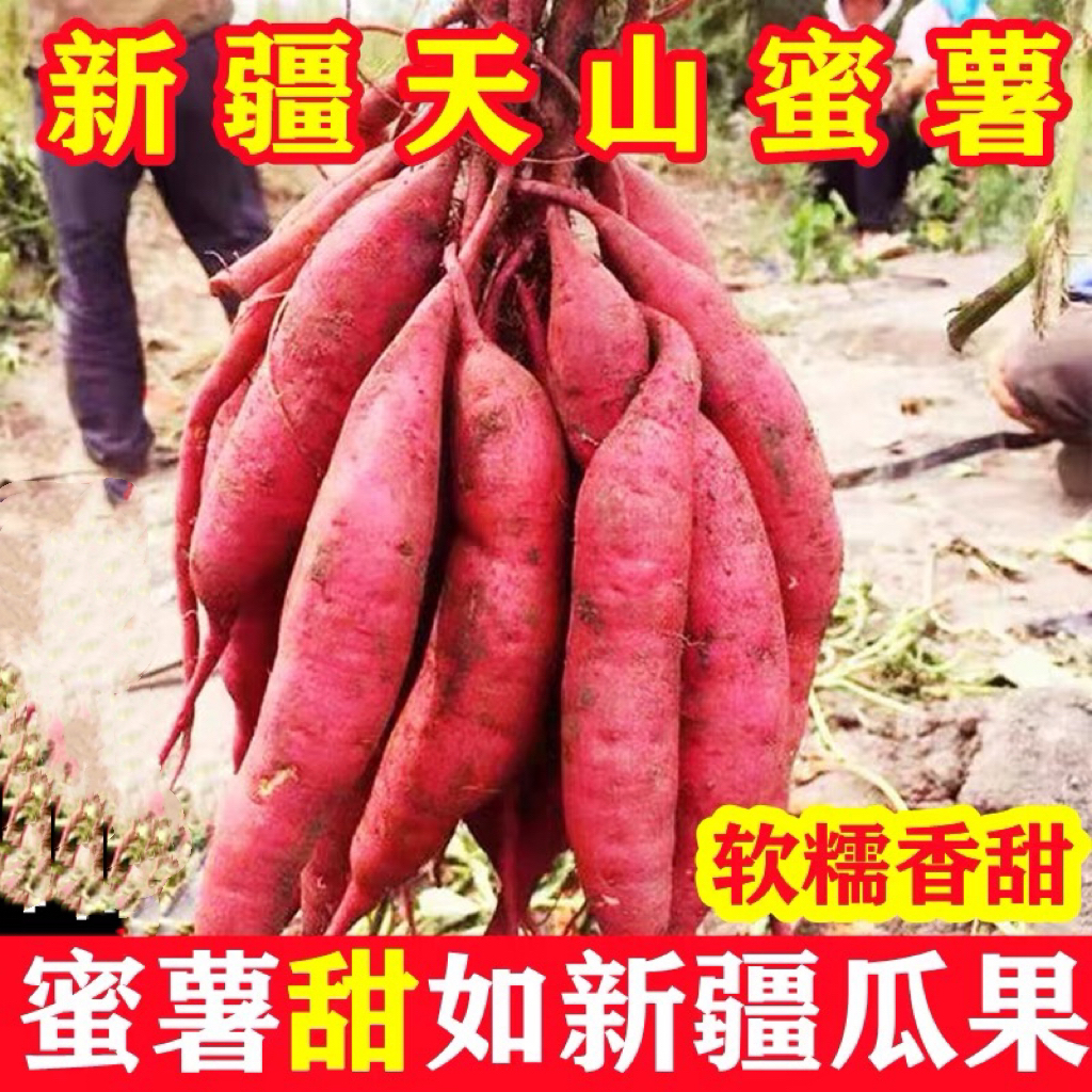 正宗新疆沙地板栗西瓜红红薯新鲜爆甜净重5斤会有断裂介意勿拍