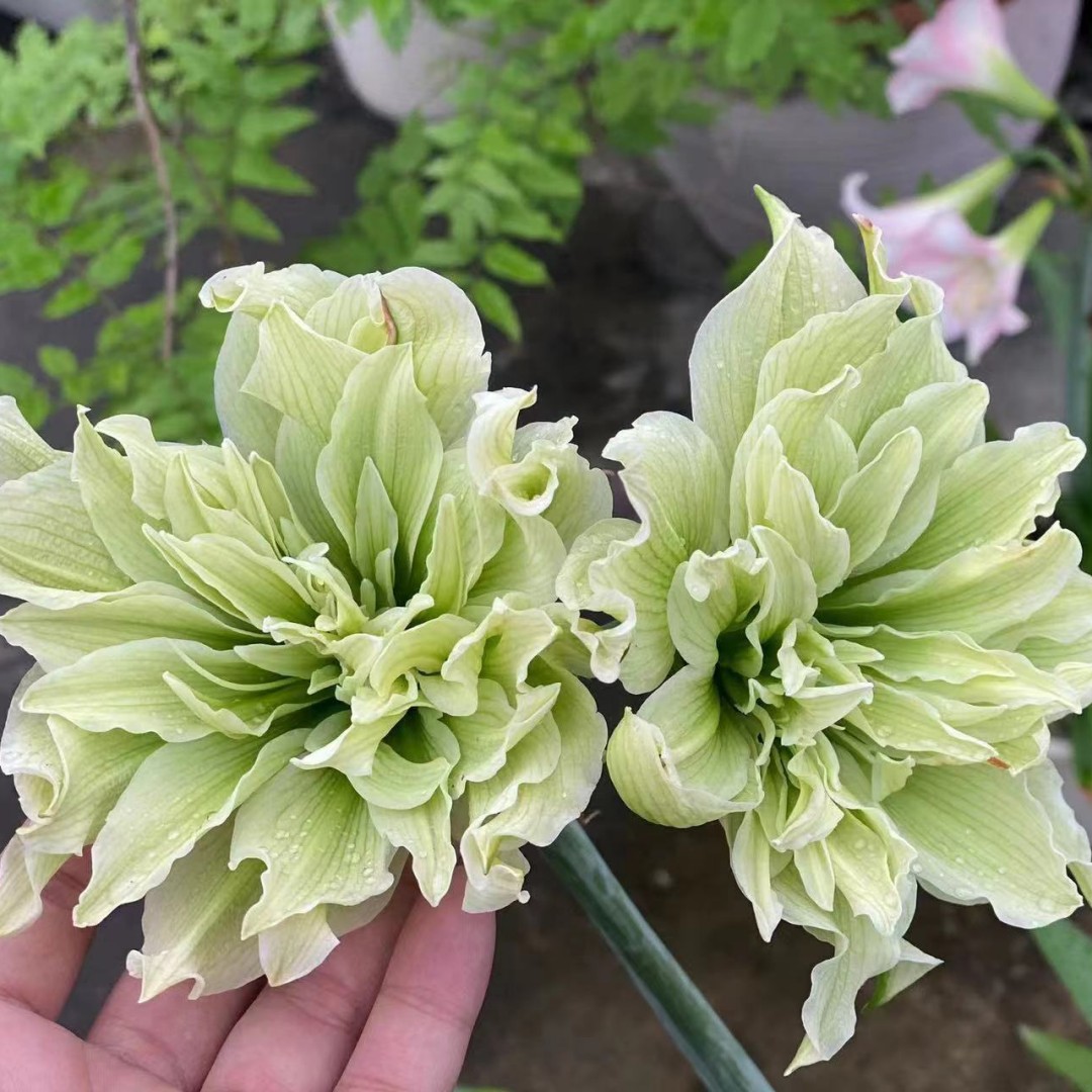 双绿朱顶红种球小苗盆栽地栽四季养殖