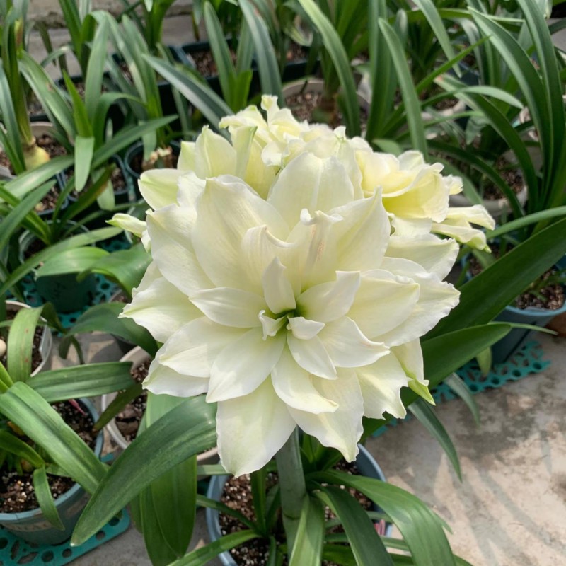 雏鹤朱顶红小苗盆栽地栽四季养殖