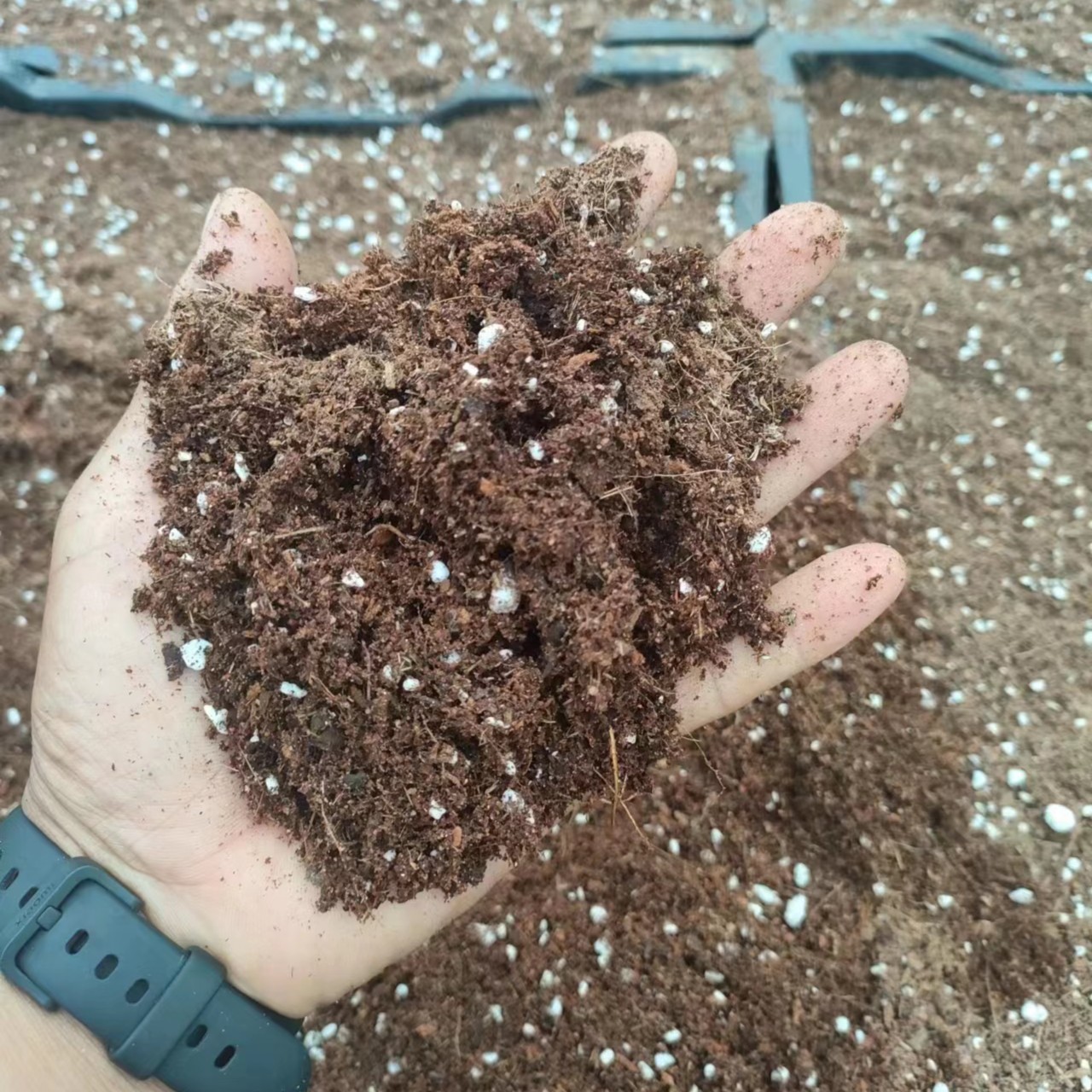 自配营养土种朱顶红球根类种球5斤包邮