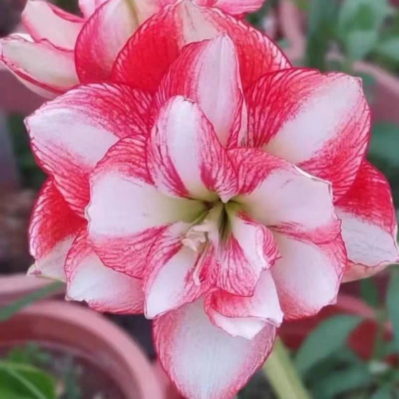 异国风情朱顶红小苗种球四季养殖盆栽地栽带盆栽好发货