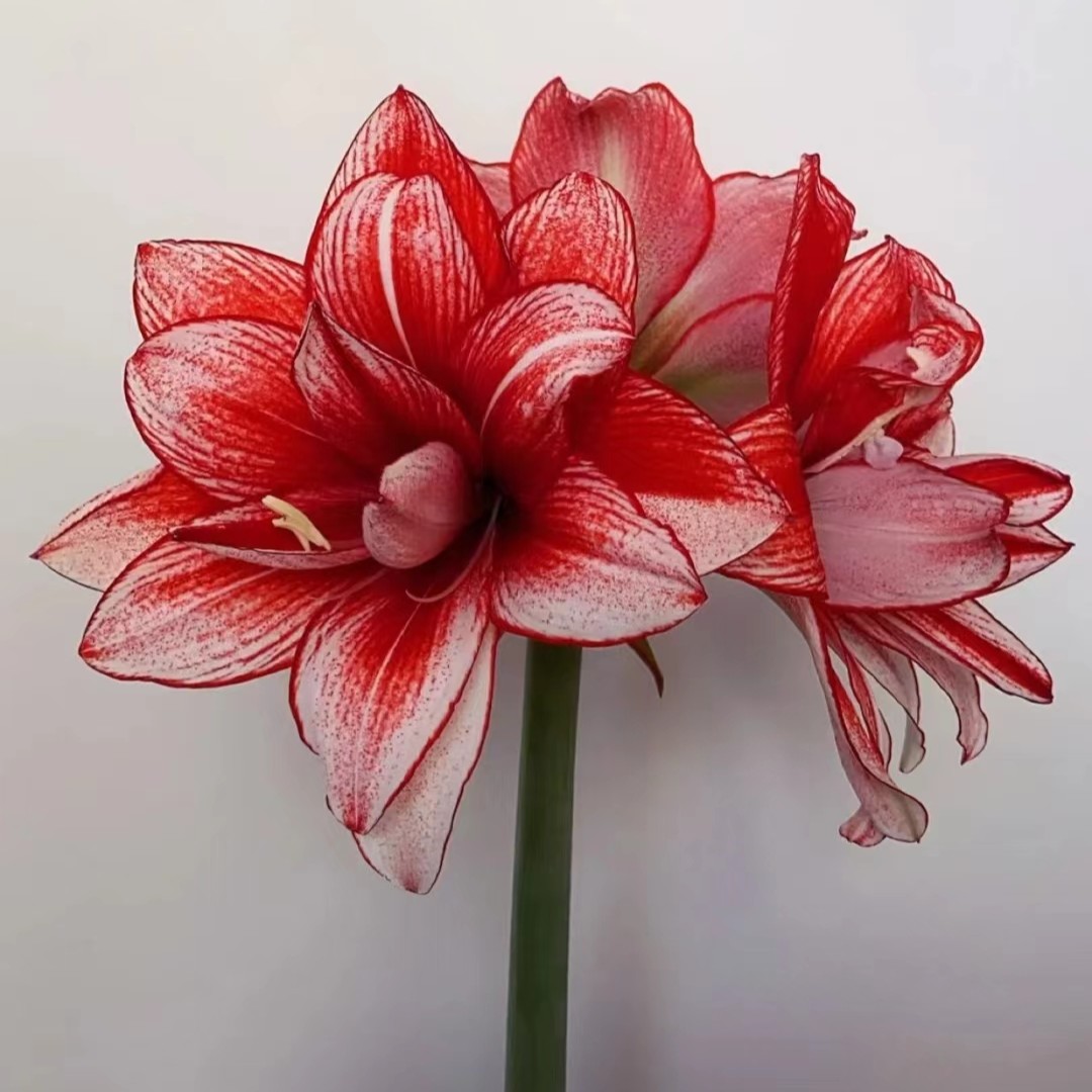 花后球鬼魅僵尸初恋娇羞新娘棉花糖重瓣南非朱顶红种球球根花卉