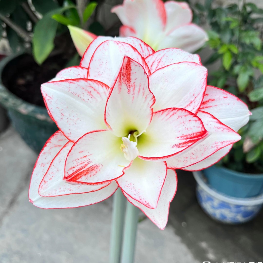 迪卡系列朱顶红种球小苗迪卡珊瑚之星迪卡女王日出迪卡之星角龙