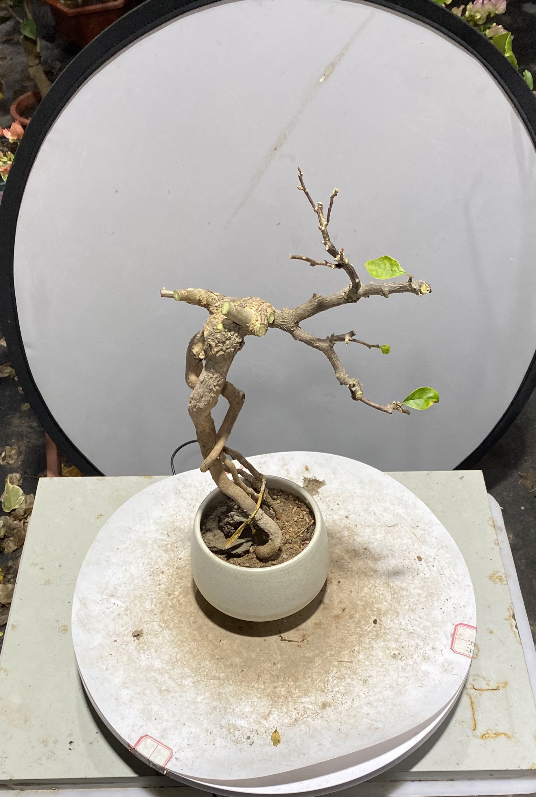 章红樱老桩一物一拍的勤花品种