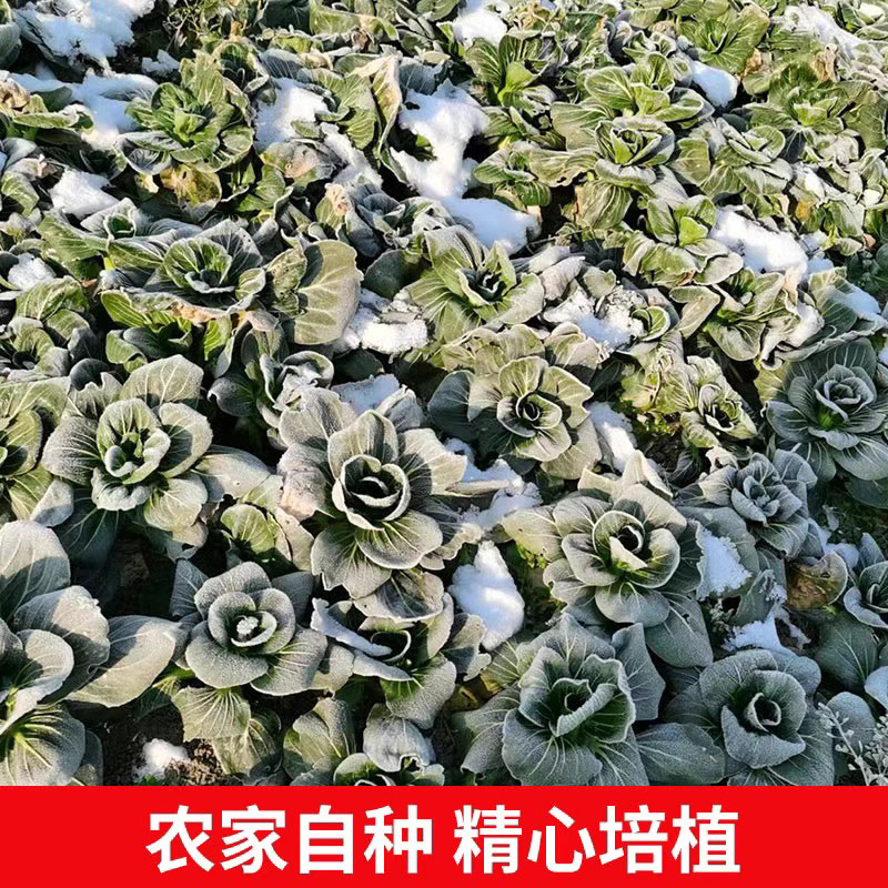 【火锅食材】苏北东台霜打霜冻青菜软糯香甜现摘现发