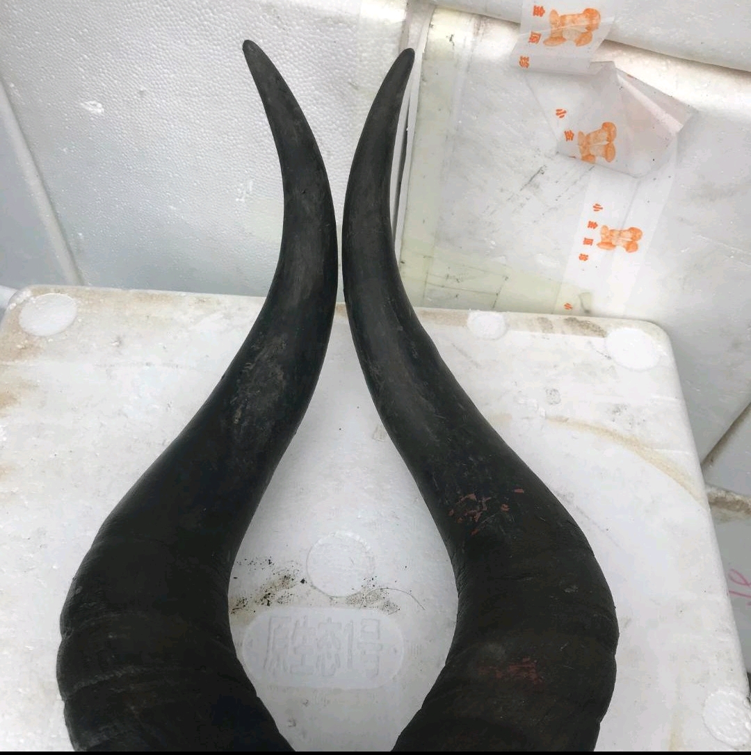 四川红原未加工牦牛角1对