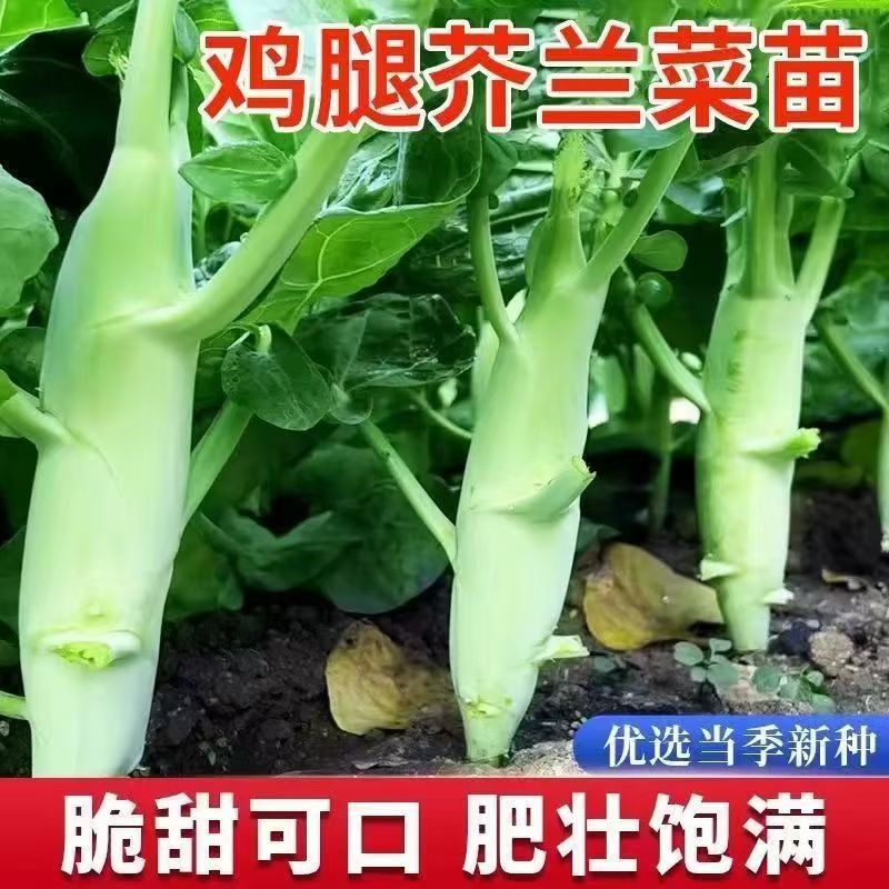 优质鸡腿芥兰秧苗四季种植高产新手阳台庭院盆栽地栽优质精品秧苗