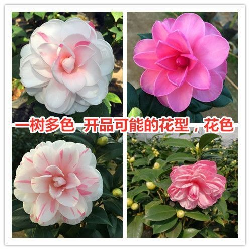【滨语】【乔伊】茶花一树多色带花苞山茶花树苗盆栽名贵品种庭院植物