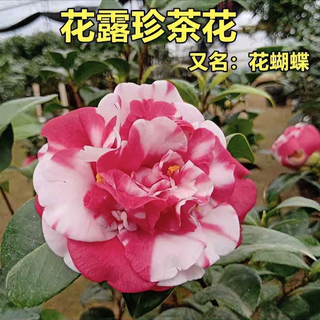 【花露珍】【滨语花卉】 茶花苗红露珍花绣球花蝴蝶盆栽树苗阳台