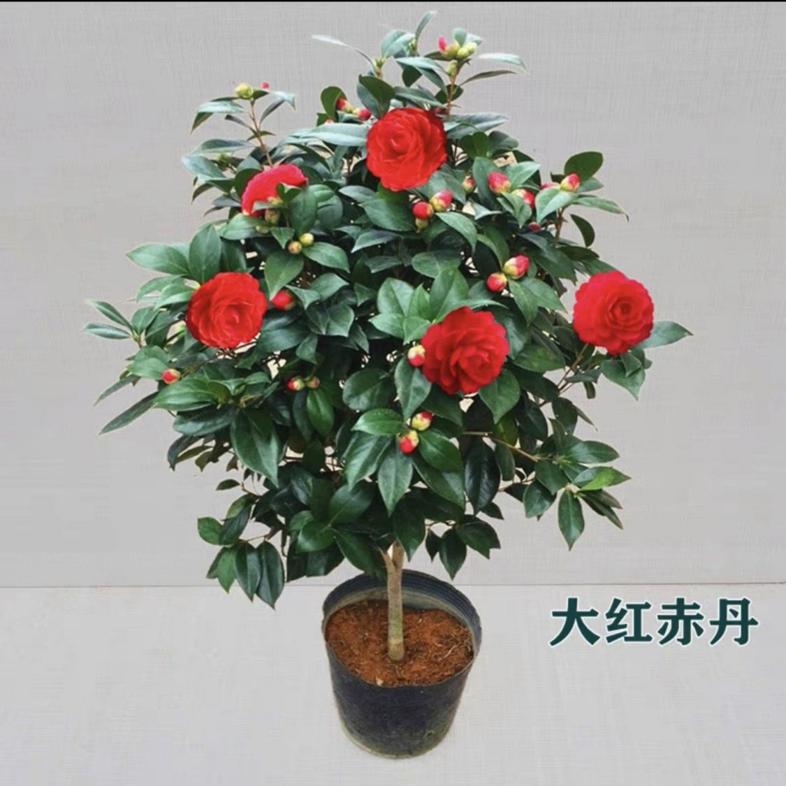 【滨语】【红赤丹】茶花树苗耐寒耐热室内花卉盆栽四季绿植室外庭院
