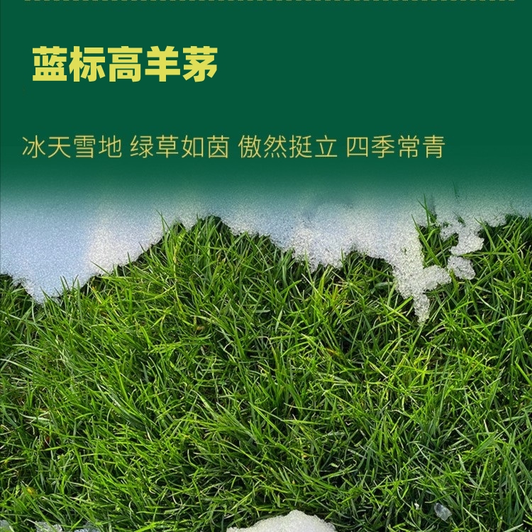 进口蓝标草坪高羊茅种子耐踏绿化草籽四季常青矮生耐寒耐旱耐冻草