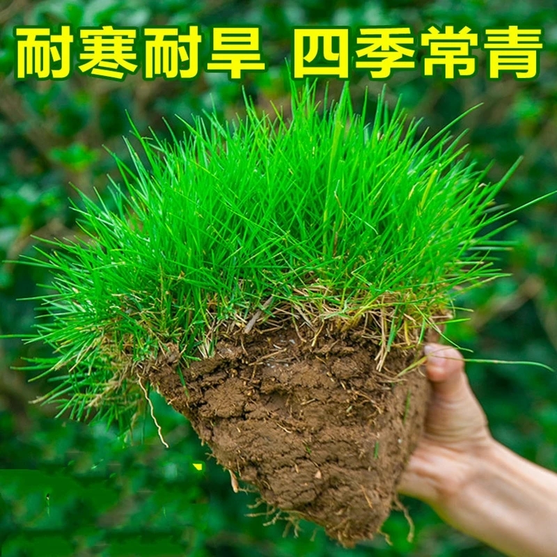 四季青草种子绿化工程草籽狗牙根草坪种子护坡高羊茅复绿黑麦草