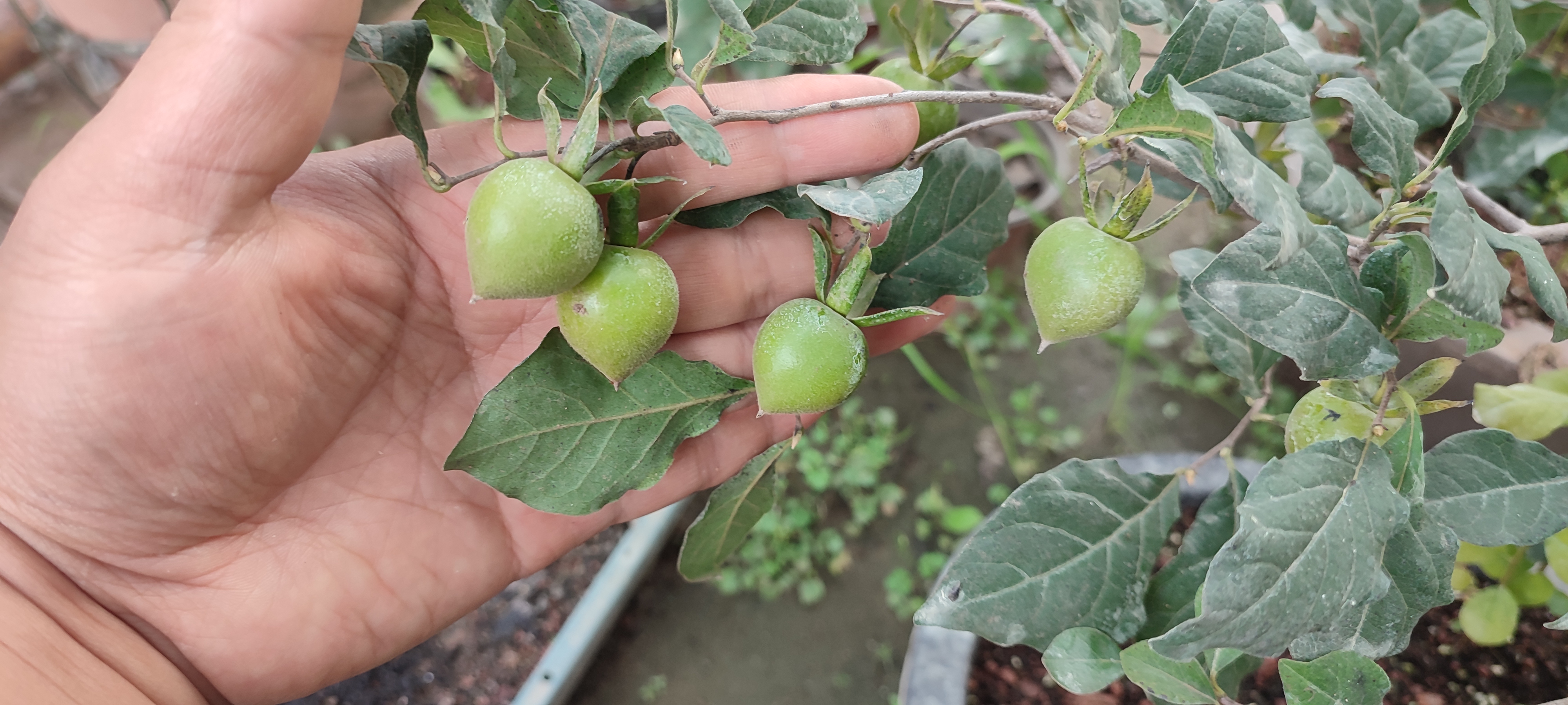 老鸦柿素材品种嫁接苗（一物一拍）