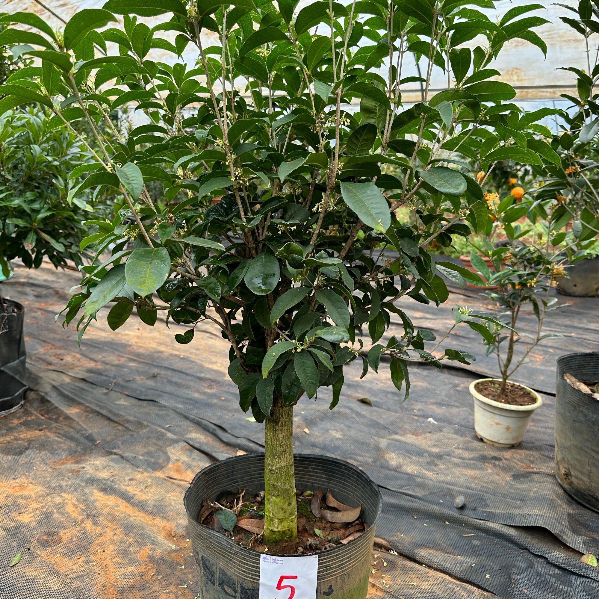 四季月月桂花绿植一物一拍