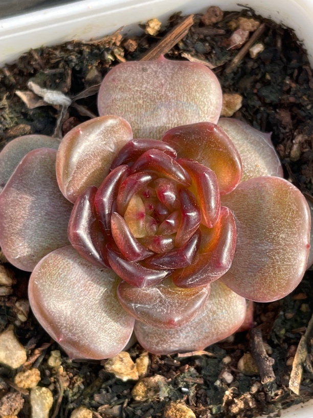 精品多肉一物一拍