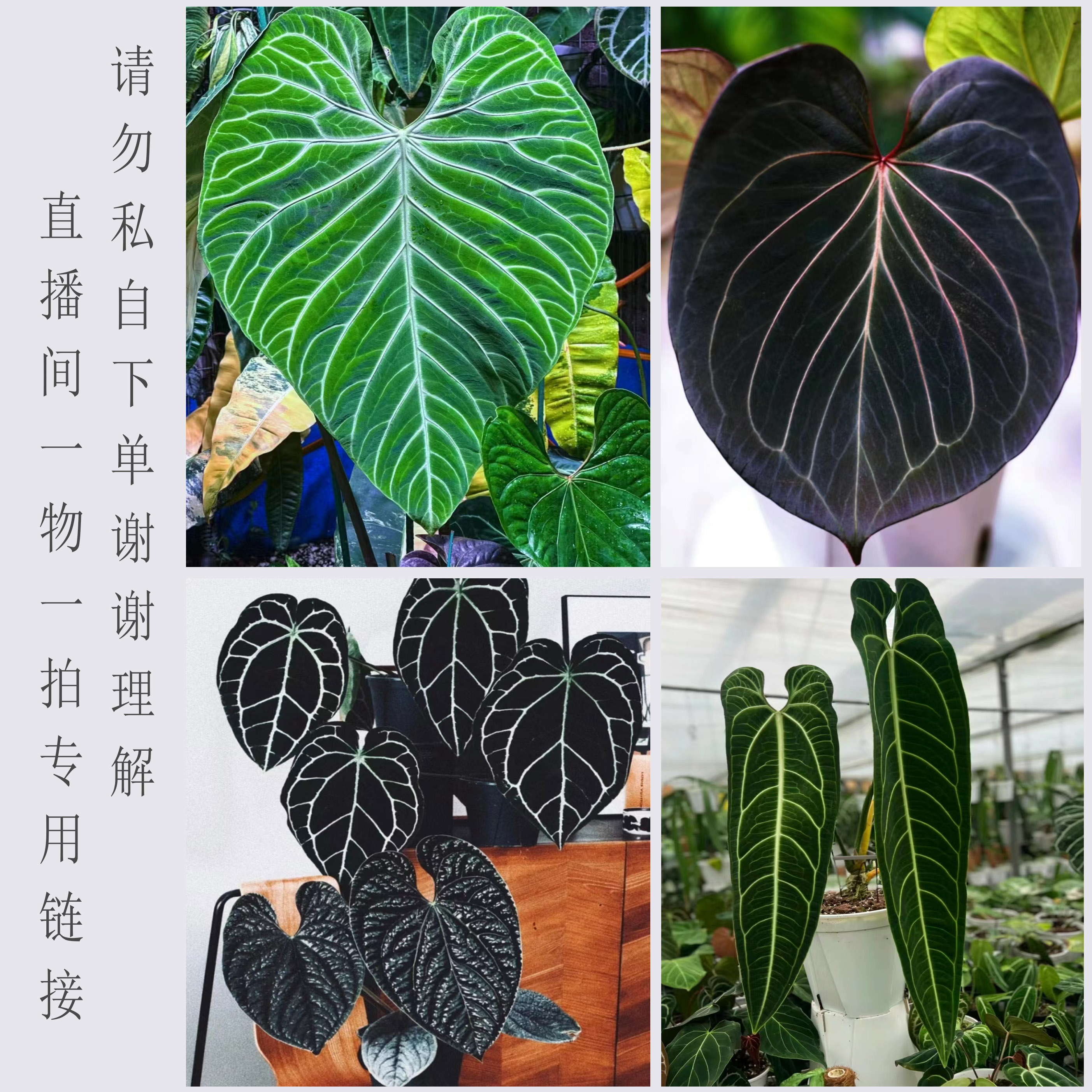 【一物一拍】水晶花烛专用链接请勿私自下单花烛室内热植鲜活发货