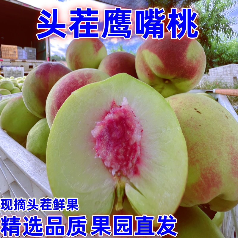 正宗连平鹰嘴桃5斤当季现摘大果鹰嘴蜜桃脆甜毛桃水蜜桃包邮