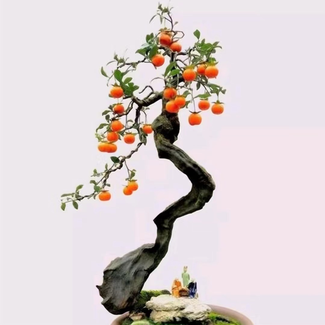 《皮弹与弹》四川金弹子盆景精品高端年功一物一拍瓶兰花产地直发