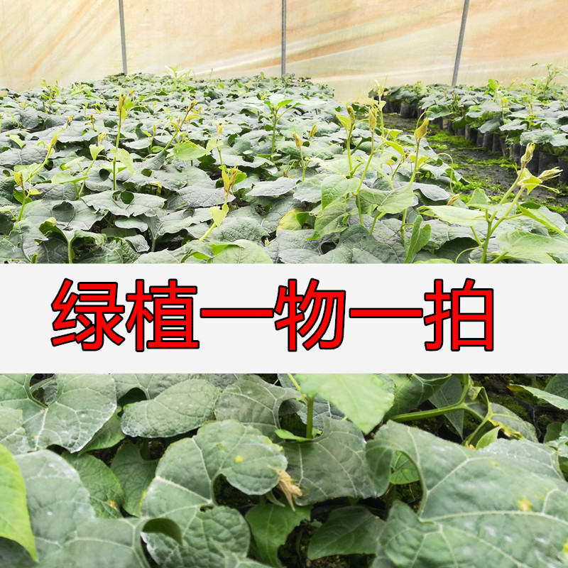 绿植老桩（艳）花园植物一物一拍（地址不要填错）