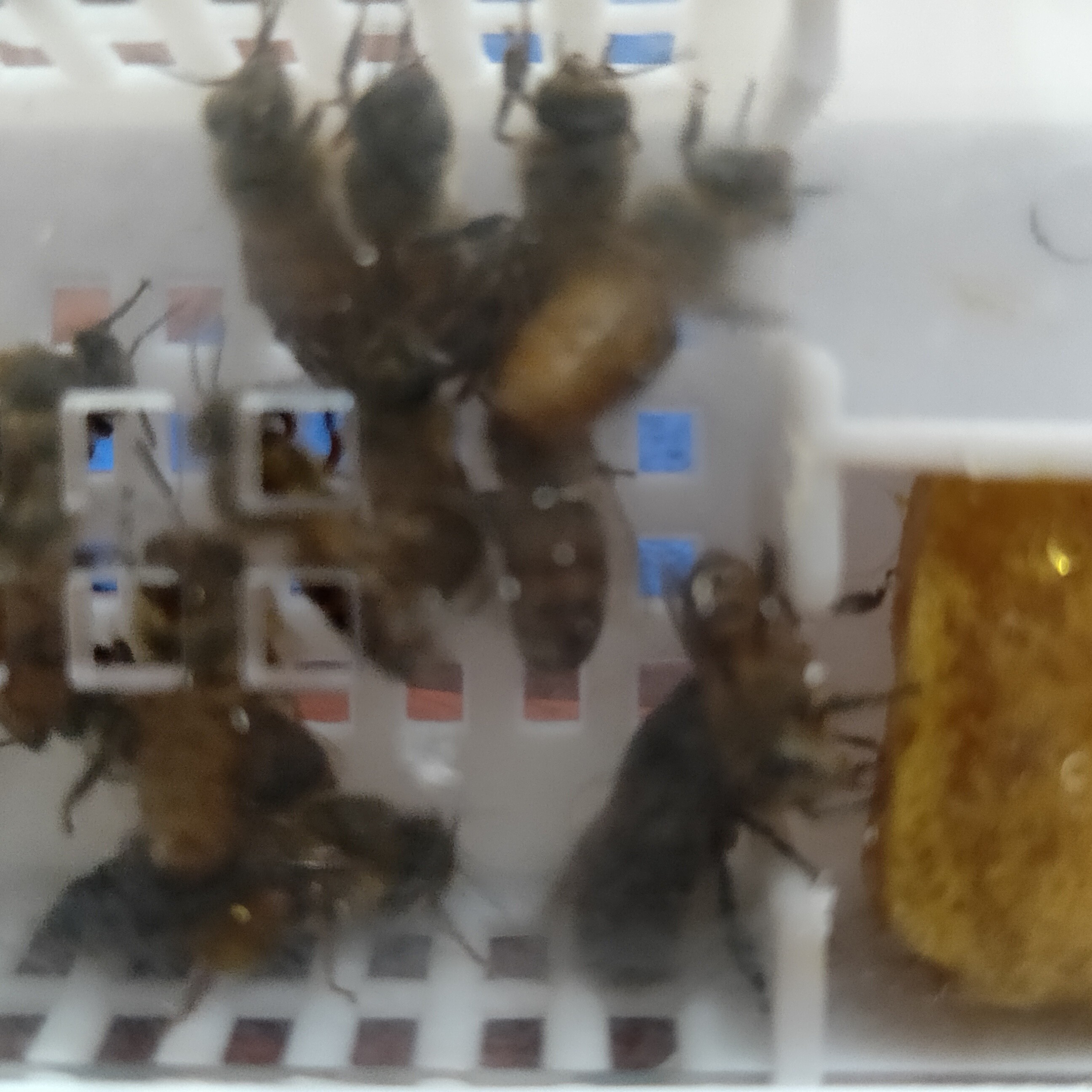 一只好王中蜂种王新品蜂王高农新科技杂交培育品种超强群蜂爆产王