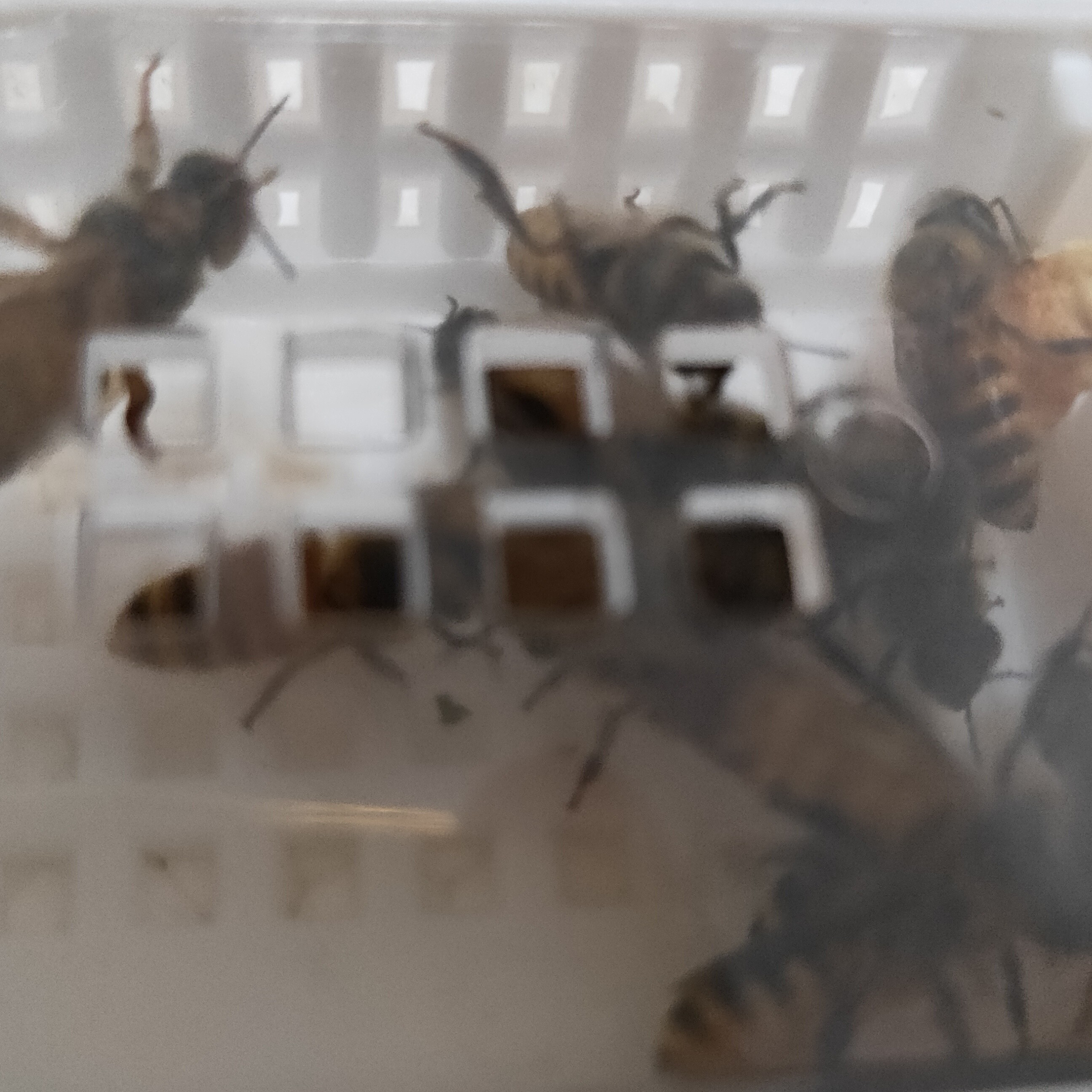 新品蜂王一只好王中蜂种王高农新科技杂交培育品种超强群蜂爆产王