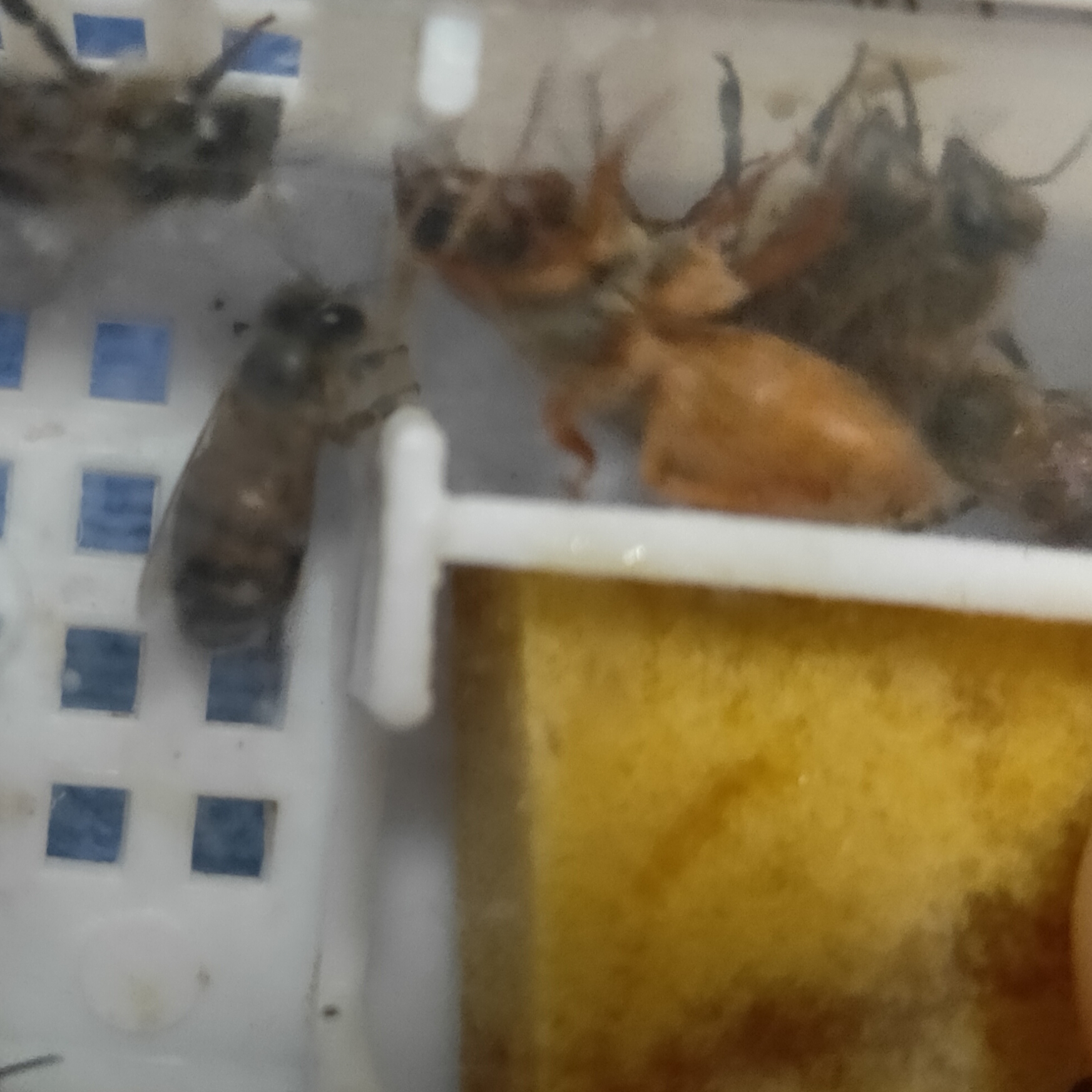 一只好王新品蜂王中蜂种王高农新科技杂交培育品种超强群蜂爆产王