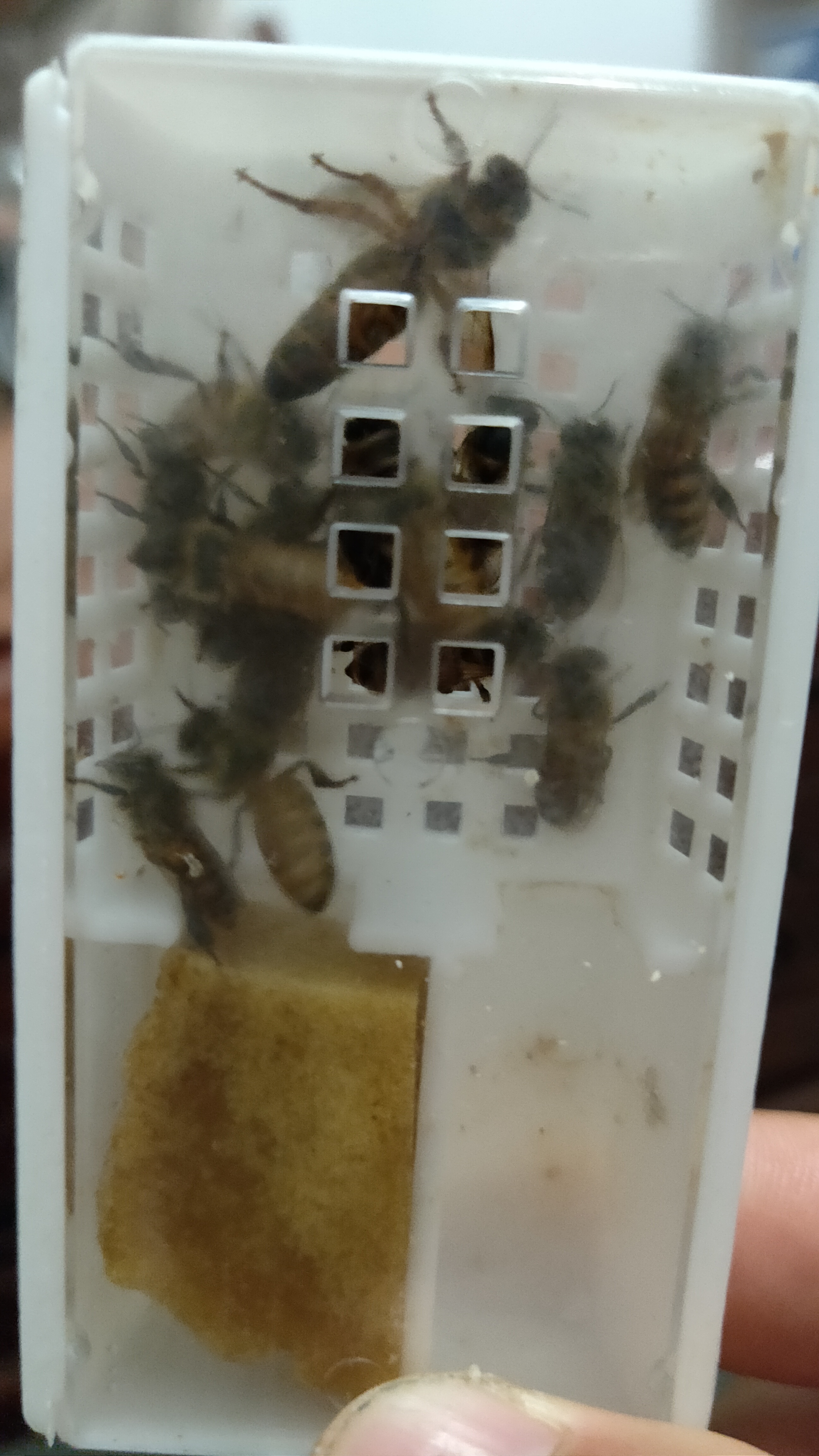 情窦开姆蜂王中蜂种王新农核高科技术杂交培育种王持久产抗热温