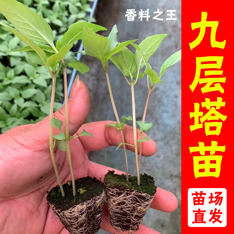 九层塔秧苗可食用新鲜香料罗勒叶苗植物厨房香料带叶金不换小苗