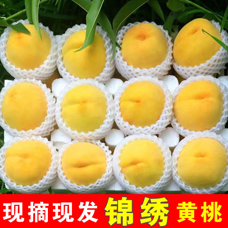 山东大黄桃蒙阴黄毛桃黄金蜜毛桃新鲜水果甜脆箱装五斤现摘现发