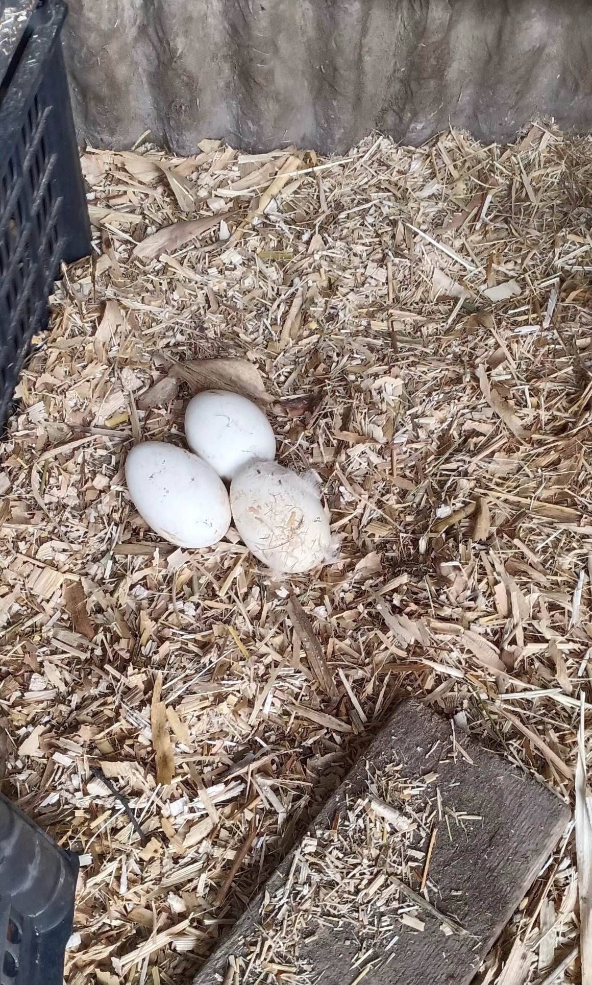 农村散养大鹅蛋24枚包邮。