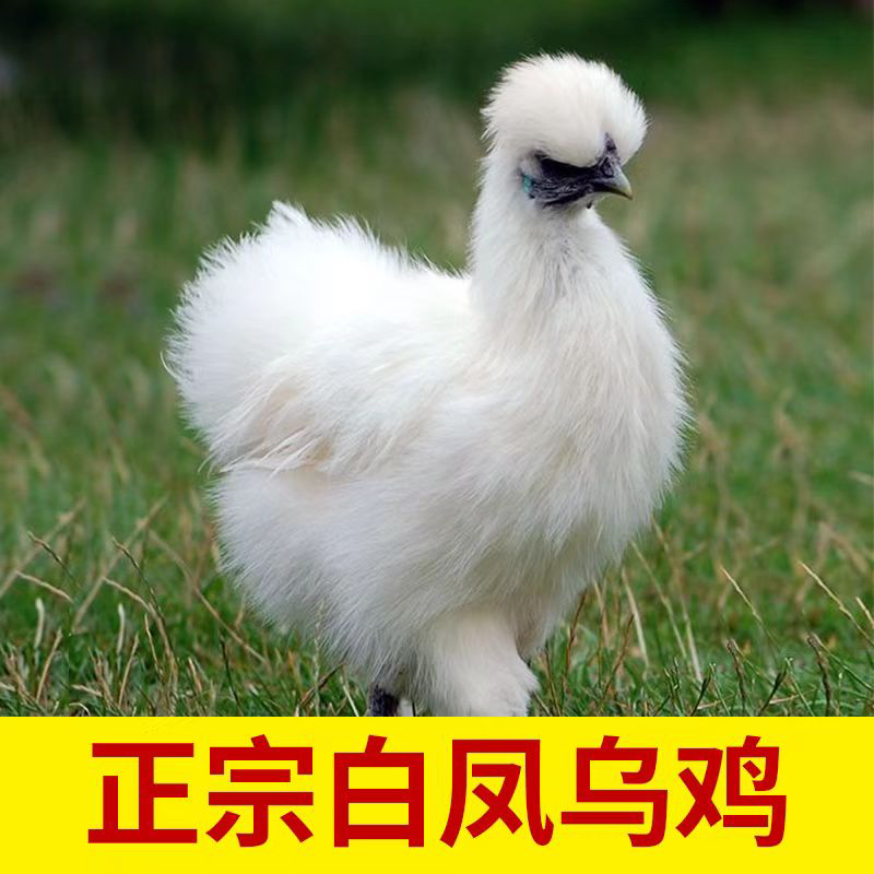 （拍1发4）农家散养白凤乌鸡  净重6斤 新鲜宰杀速冻锁鲜 顺丰冷链